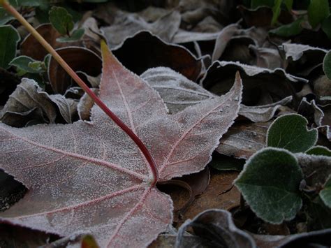 Frosted Thomas Quine Flickr