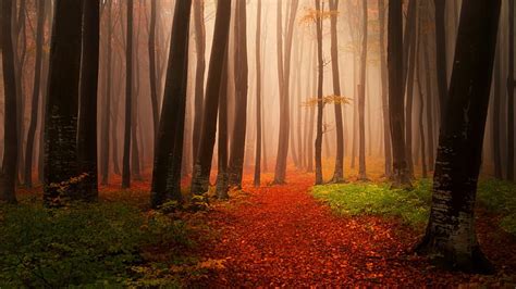 Misty Autumn Forest Bosque Otoño Brumoso Fondo De Pantalla Hd
