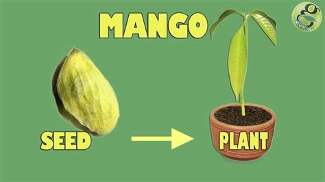 How To Plant A Mango Seed