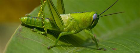 All About Grasshoppers Grasshopper Killer Habitat And Facts