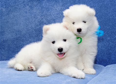 Photos Puppy Samoyed Dog Dogs Two White Animals