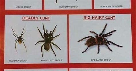 Australian Spider Chart Imgur