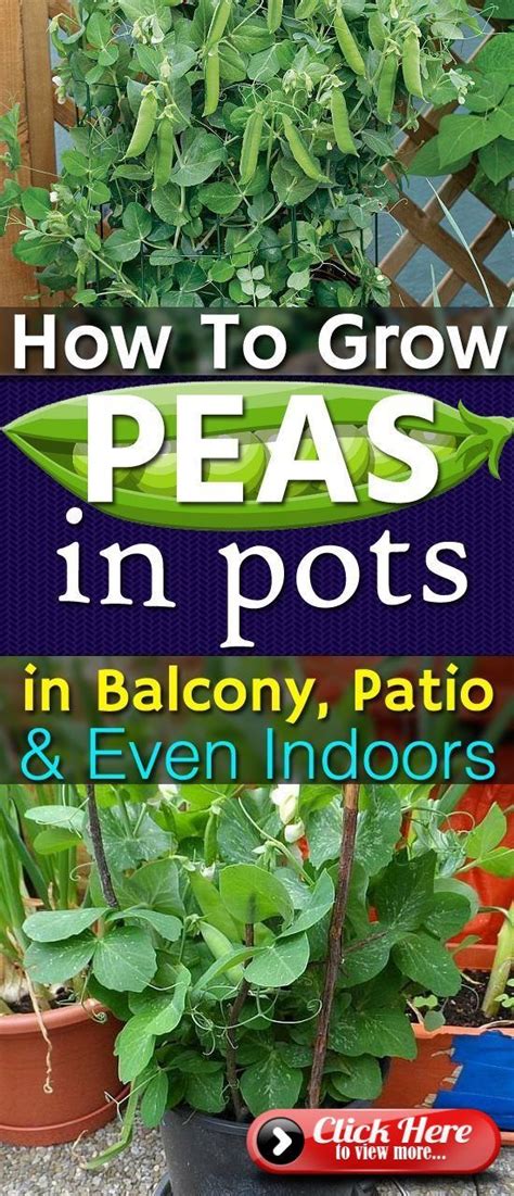 How To Make Peas In Pots In The Balcony In The Patio U Even At Home
