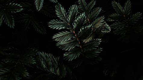 Download Wallpaper 1920x1080 Leaves Branches Dark Full Hd Hdtv Fhd