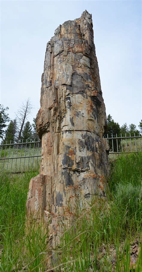 Petrified Tree Petrified Tree Yellowstone National Park Adam