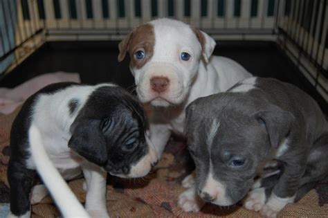 Picture Of Pitbull Puppies With Blue Eyes 19 Comments