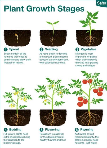 Learn The Six Plant Growth Stages