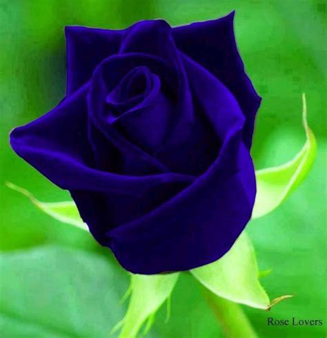 Blue Rose Beautiful Rose Flowers Rose Seeds Rare Roses