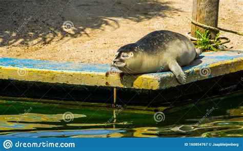Harbor Seal Laying At The Side Common Semi Aquatic Animal Specie Stock