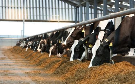 Feeding Rules For Dairy Cows Ration Preparation Milk Yield Increase Calculation Of The Daily