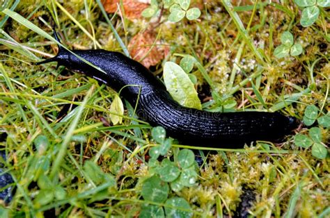 Large Black Slug On Grass In A Garden Stock Image Image Of European