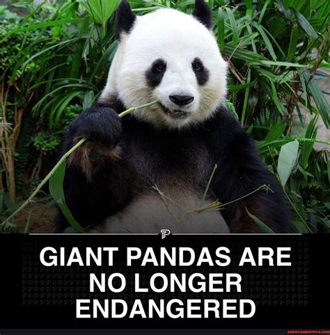 Giant Pandas Are No Longer Endangered Americas Best Pics And Videos