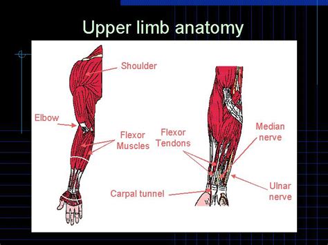 Anatomy Upper Limbs