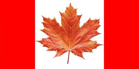Flag Of Canada With A Real Maple Leaf Vexillology