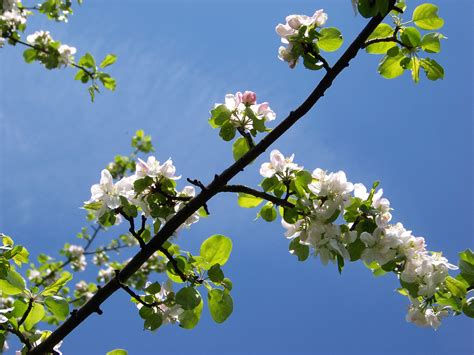 Free Images Tree Nature Branch Blossom Sky Fruit Flower Food