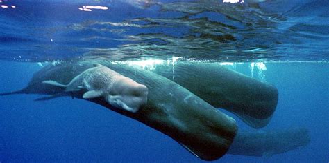 How The Sperm Whale Holds Its Breath Business Insider
