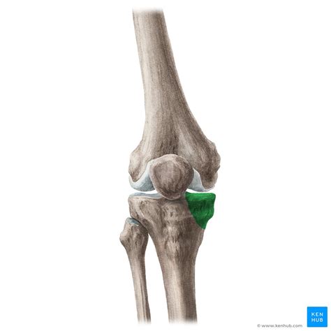 Lateral Condyle Of Tibia