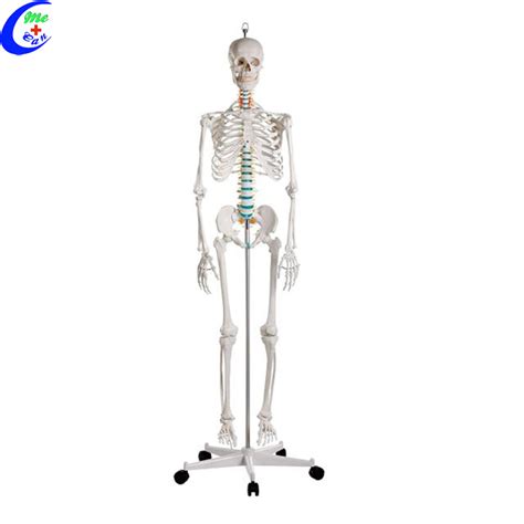 Human Torso Skeleton Anatomy Model Low Price Good Quality China