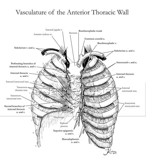 Anterior Thoracic Wall Anterior Thoracic Wall Internal View