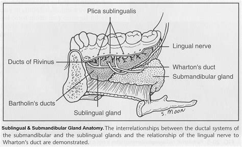 Submandibular Gland Duct Anatomy