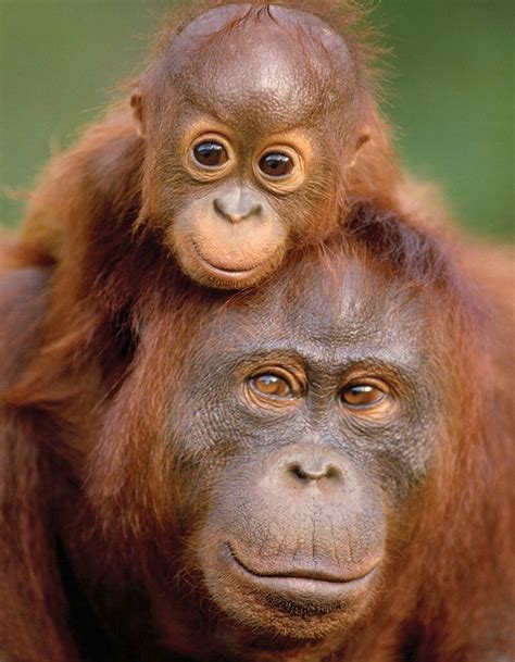 1142 Best Beloved Orangutans Images On Pinterest Baby Animals Animal