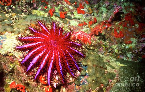 Crown Of Thorns Starfish Thailand Photograph By Beverly