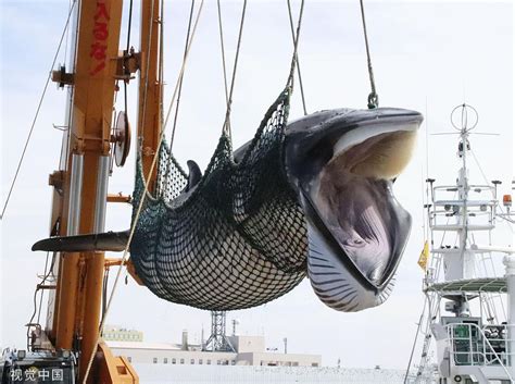 日本商业捕鲸船捕获1430吨鲸肉回港 下月上市开售日本新浪新闻