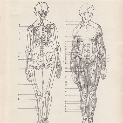 Free Printable Anatomy Charts 12 Best Images Of Human Anatomy