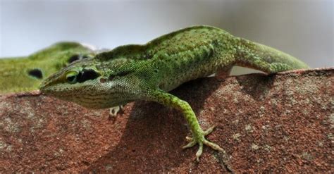 Download red lizard images and photos. CITY LIZARDS « NORTHWEST WILDLIFE ONLINE