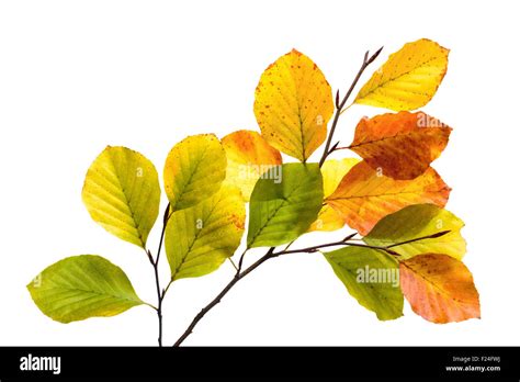 Ramitas Con Coloridas Hojas De Un árbol De Haya Studio Aislado Sobre