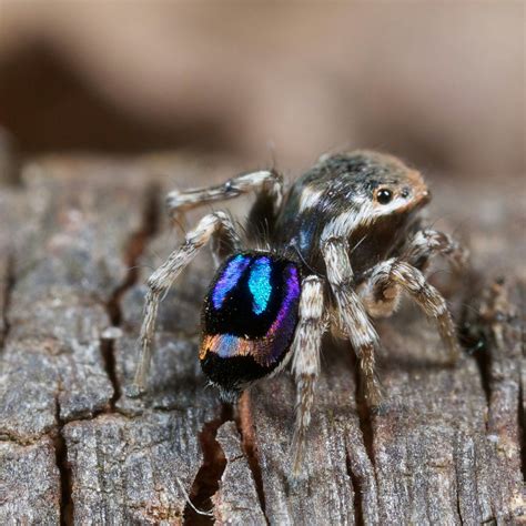 Australian Rainbow Peacock Spiders Are Not Only Adorable They’re Helping Scientists Create New