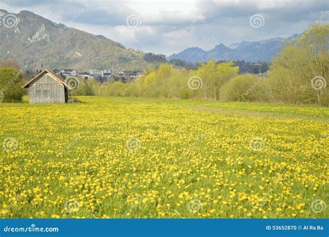 Yellow Flowers Field Beautiful Swiss Landscape Stock Photo Image