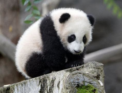 Survey Giant Pandas No Longer Endangered In China