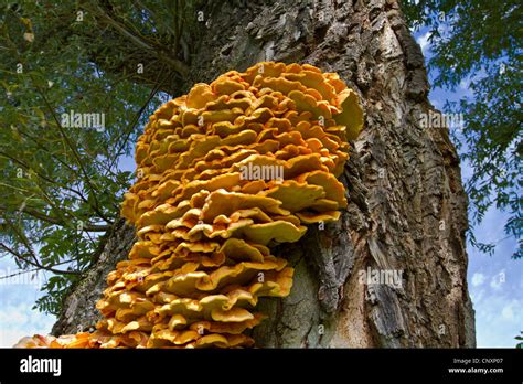 Chicken Of The Woods Laetiporus Sulphureus At White Willow Germany