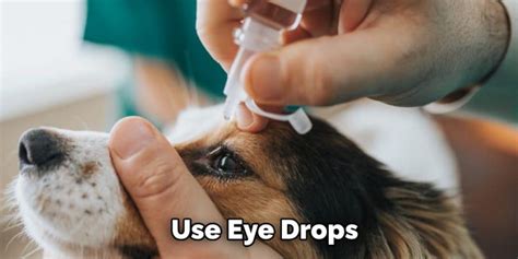 How To Remove Hard Crust From Dogs Eyes Explained In 07 Steps