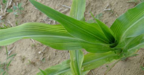 Scouting For Nutrient Deficiencies In Corn And Soybean With Photos