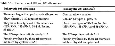 Whereas, in complex organisms such as humans, plants and animals, a single cell can have around hundreds of thousands of ribosomes. Ribosome: Meaning, Types and Structure