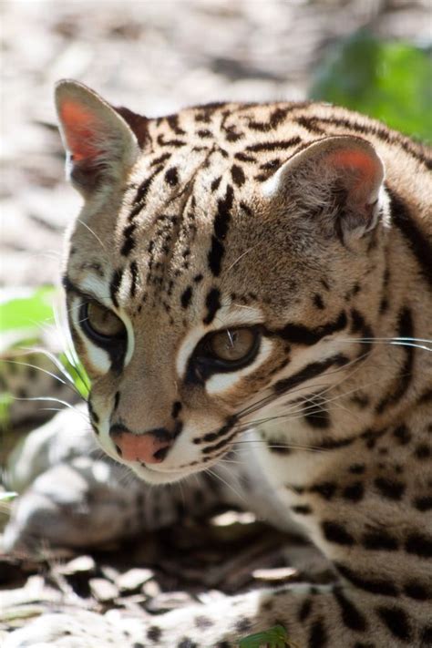 165 Best Images About Ocelot On Pinterest Cats Domestic