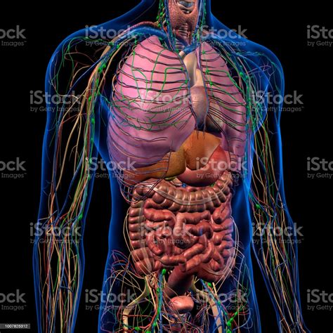 The abdomen contains all the digestive organs, including the stomach, small and large intestines. Internal Anatomy Of Male Chest And Abdomen On Black Stock Photo - Download Image Now - iStock