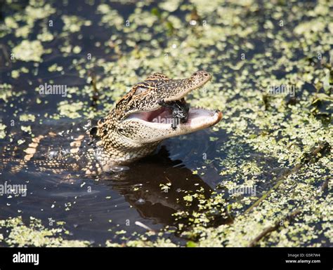 Baby American Alligator Eating Small Hi Res Stock Photography And