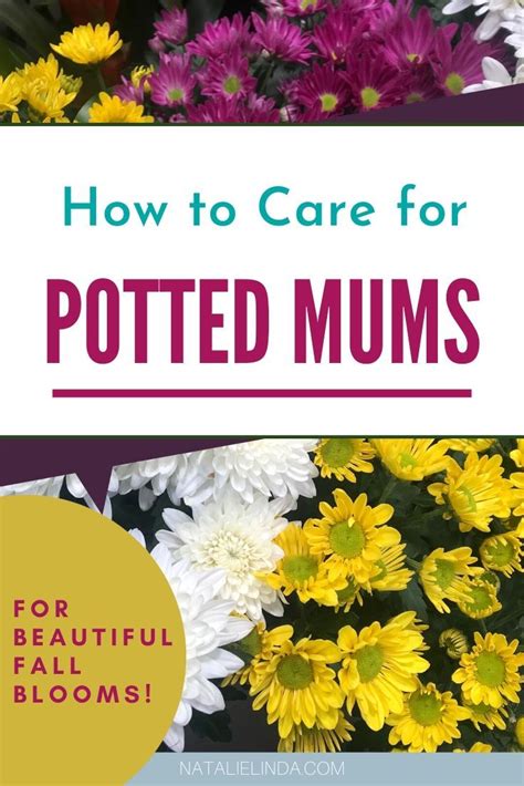Chrysanthemum Care Plus Plant Decor Tips Natalie Linda Potted Mums