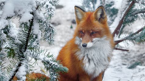 Red Fox Near Snow Covered Plant Hd Animals Wallpapers Hd Wallpapers