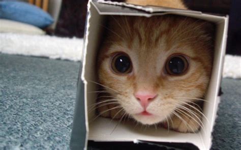 Cat Hiding In A Box Cute Kittens Cats And Kittens Tabby Cats Baby