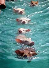 Can Pigs Swim Photos