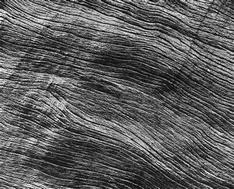 Texture Of A Wood From Tree Black And White Tone Stock Image Image