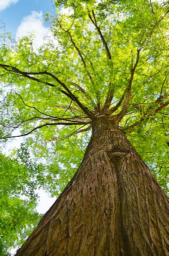 Beautiful Tree Looking Up Stock Photo Download Image Now Istock