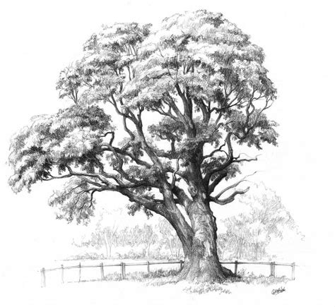 Maple Tree Drawing For Domin Drawing Course By Gkorniluk On Deviantart