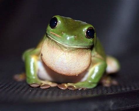 13 Of The Cutest Tree Dwelling Animals In The World Pet Frogs Green