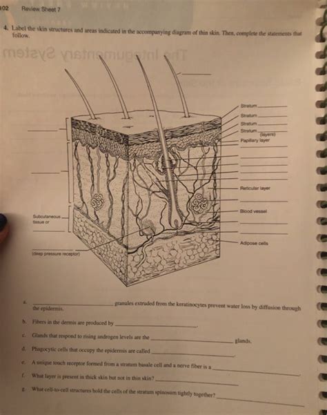 Integumentary System Labeling Worksheet Integumentary System Diagram To