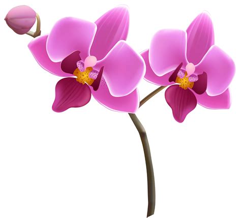 Free Orchid Flower Cliparts Download Free Orchid Flower Cliparts Png